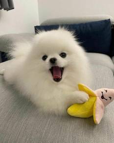 K4960 Endearing Pomeranan Cute Baby Face Puppy Pup