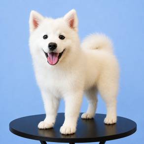 Samoyed