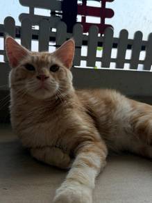 Mainecoon mix British Long Hair