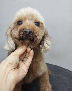 8yrs+ toy poodle female