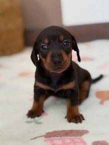dachshund puppies 4