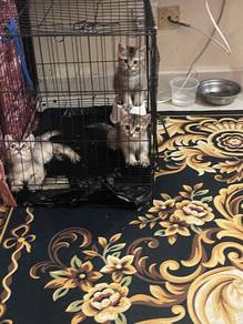 kitten