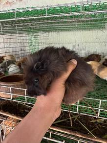 Guinea Pig / Tikus Belanda