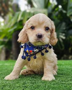 Cocker's Spaniel 011