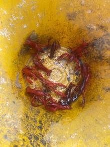 lobster hiasan air tawar Clarkii