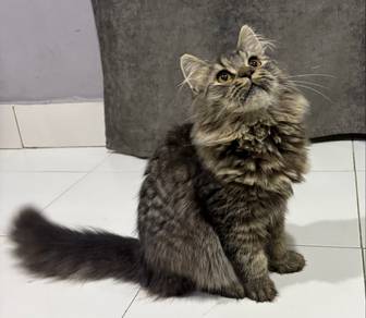 Kucing Tabby Jantan (DLH)
