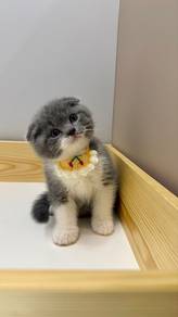 Scottish Fold Kitten