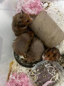 Syrian Hamster