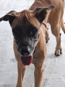 Mastiff mix belgium for sale
