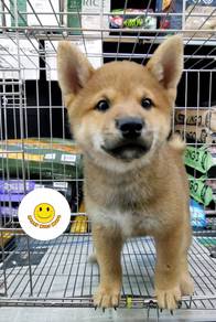 ss910 Shiba Inu brown haired puppy