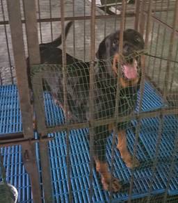 Rottweiler