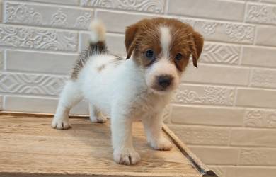 Rough coat Jack Russell Terrier female