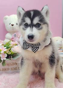 Husky