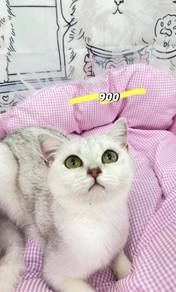 bsh British shorthair
