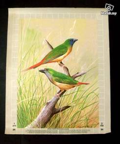 Pintail Parrot Finch by Ong Soo Keat '81