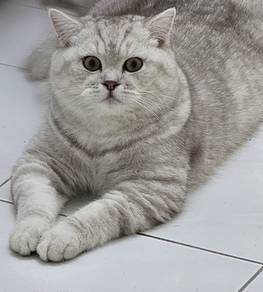 Cubby Cute Beautiful Cat For Sale