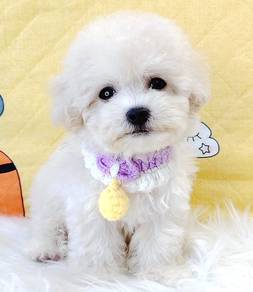 Bichon