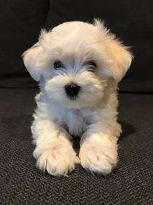 Bounding Maltese Bichon Mix Puppy Small White Comp