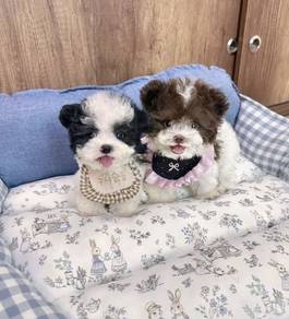 MINI POODLE PUPPIES S175🌻 Tiny Toy - Tea Cup Male