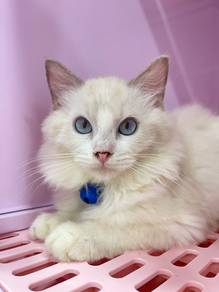 Ragdoll Male