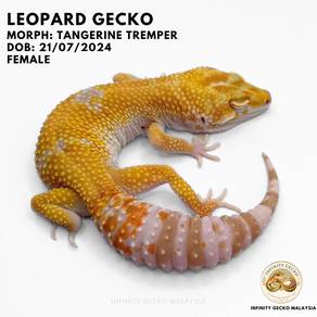 Leopard Gecko Johor Bahru Tangerine Tremper 新山豹纹守宫