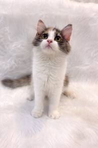 calico brtish long hair