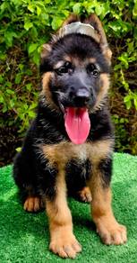 GERMAN SHEPHERD PUPPIES GSD198 🐻 Good structure