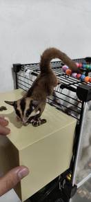sugar glider classic grey 