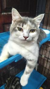 Kucing untuk rehome