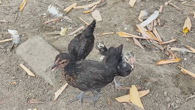 anak ayam katik