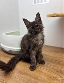 Mainecoon Cat for Sale