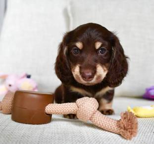 MINIATURE DACHSHUND Puppies D164 PREMIUM Quality