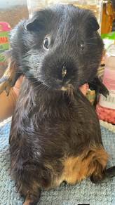 Guinea pig (Female)