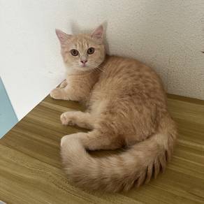 Munchkin Male Kitten