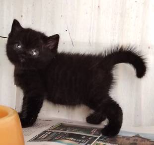British Shorthair Kitten