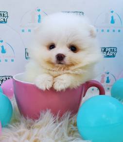 Pomeranian