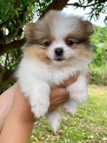 POMERANIAN PUPPIES A208 🌻 Sort of shine Boy~Girl