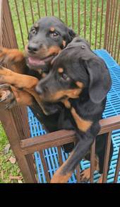 Rottweiler Puppy