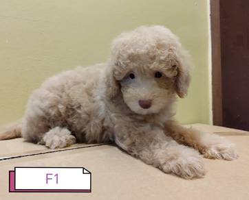 Maltipoo 
