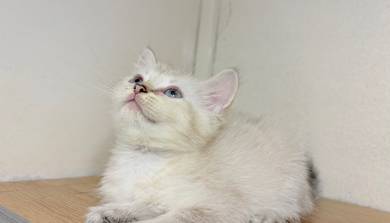 BSH Kitten Cream Point Blue Eyes