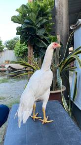 Ayam dara