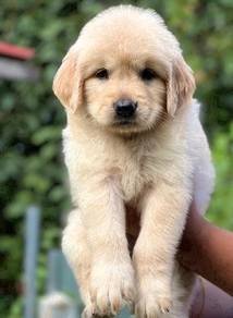 Golden Retriever 