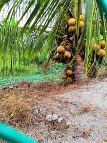 Benih kelapa sgg tulen/Tacunan