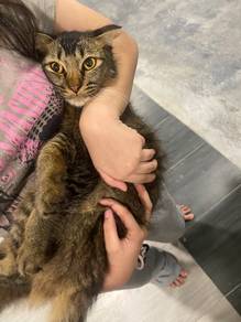 BSH TELINGA KEPET TO rehome