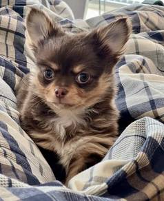 PP3032 Chihuahua cute puppies dogs