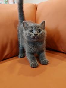 British shorthair kitten