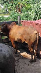 lembu korban