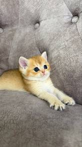 Nice Face BSH Golden Female