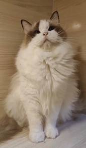 Ragdoll High Quality Male kitten import China