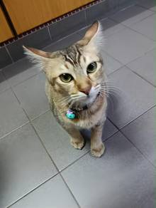 kucing biasa
